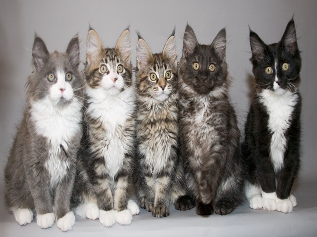foto_maine coon