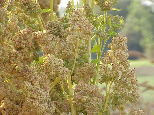 pianta quinoa