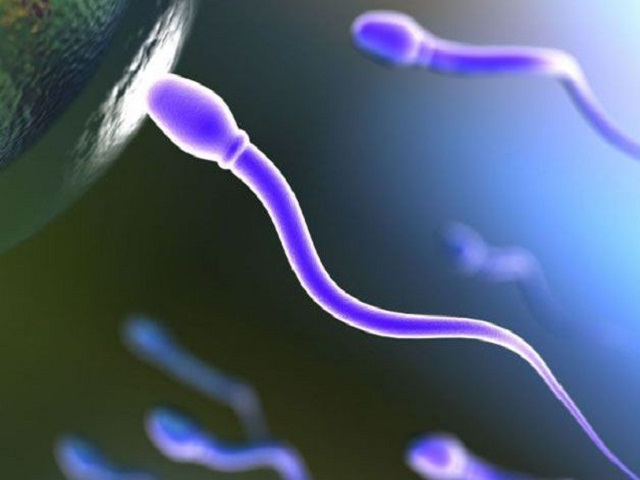 Spermatozoo