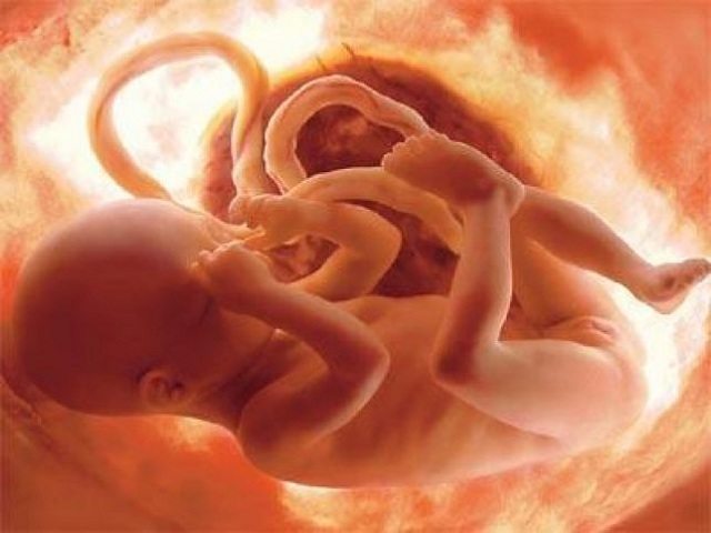 feto in gravidanza