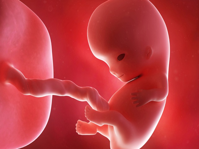 I feti riconoscono i volti dal ventre materno