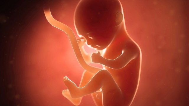 feto 11 settimane