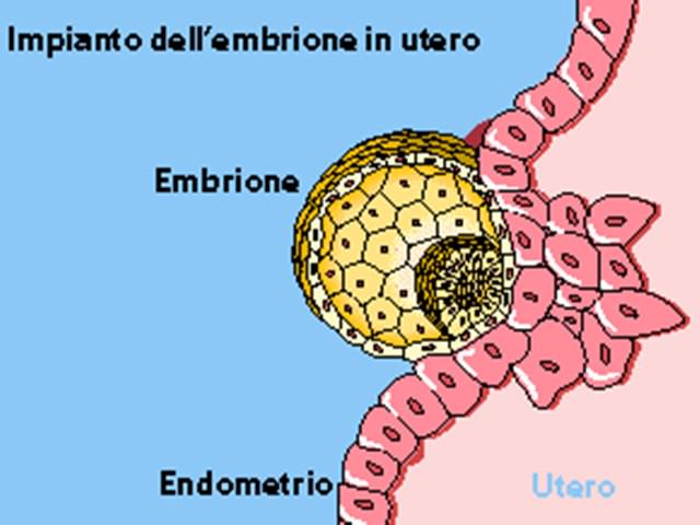 impianto embrione