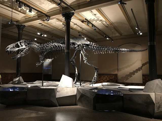 museo dinosauri
