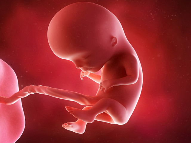 Foto feto terzo mese gravidanza