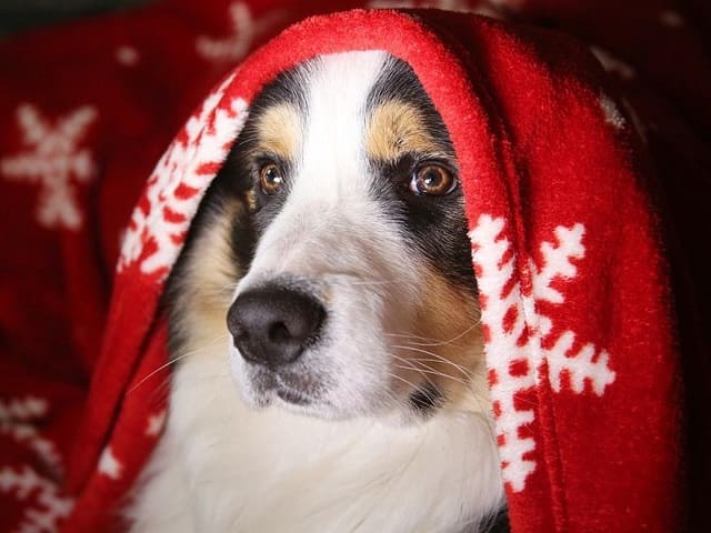 foto cane con coperta