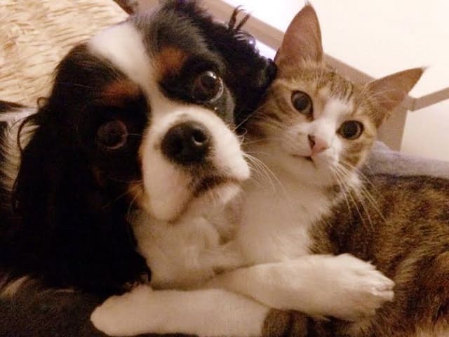 foto cane e gattino