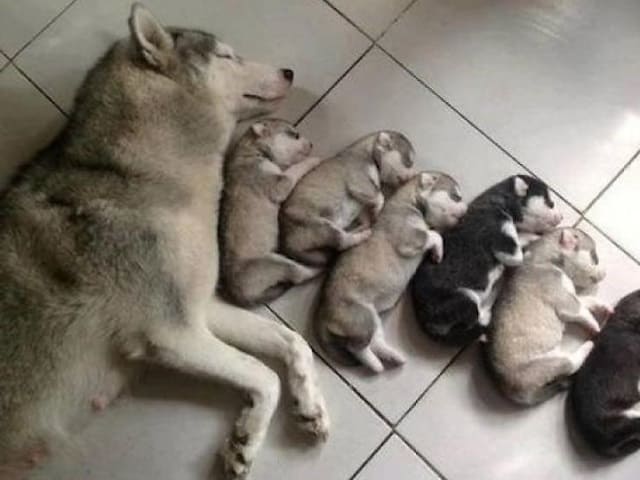 foto cani che dormono