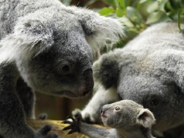 foto koala