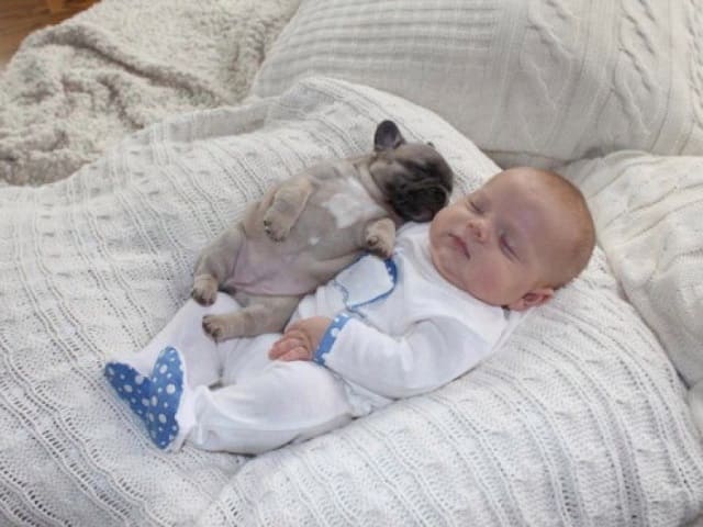 foto neonato e cane