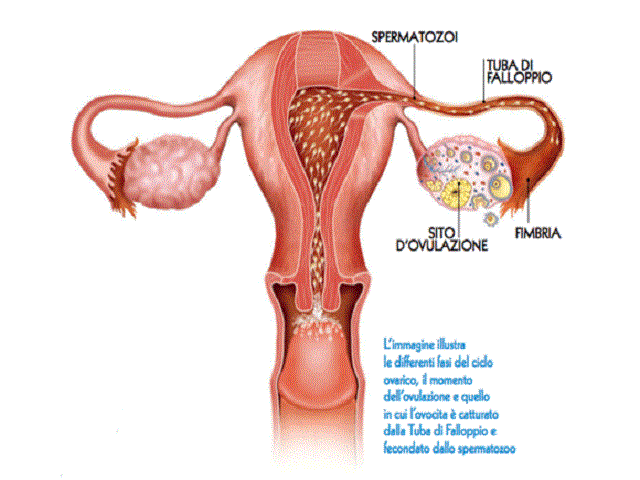 foto ovulazione