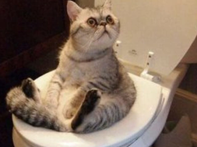 foto divertentissime gatto wc