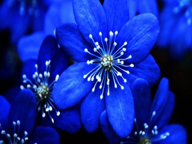 Foto fiori blu