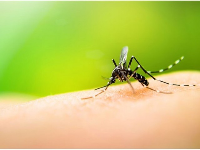 Punture zanzare rimedi naturali bambini