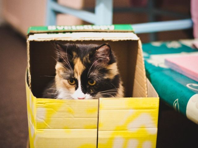 gatti e bambini nelle scatole
